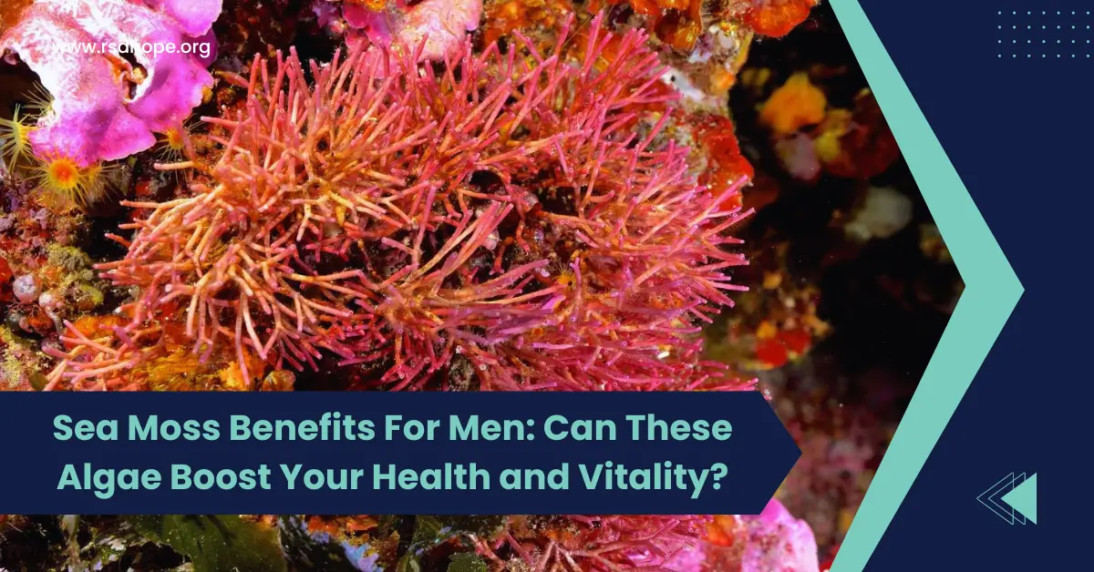Sea Moss Benefits For Men