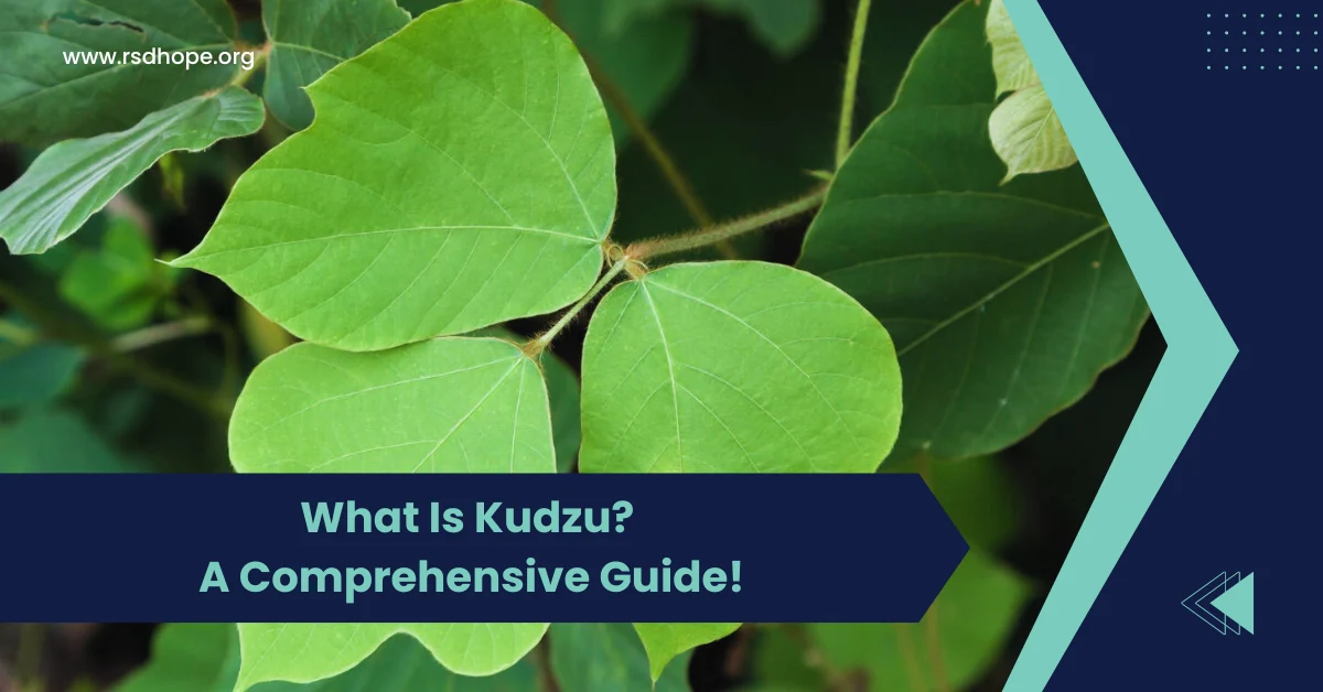 What Is Kudzu